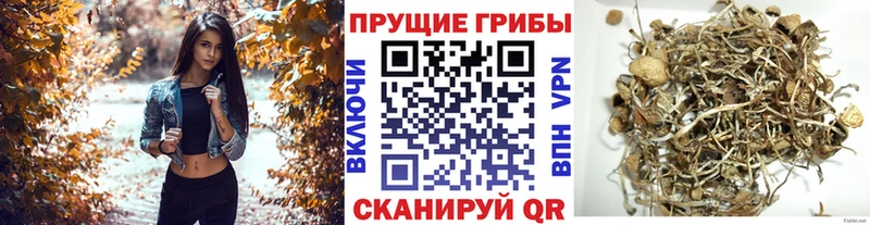 Псилоцибиновые грибы Psilocybe  Нурлат 